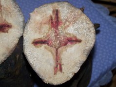 Крест на древе